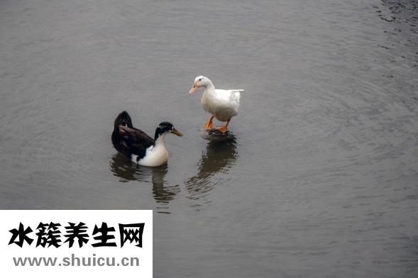 北京烤鸭的做法