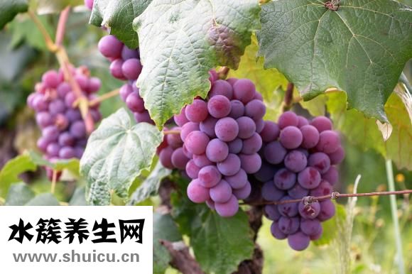 孕妇能吃葡萄吗