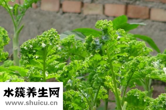 孕妇能吃茴香不