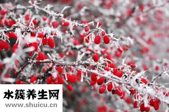 山楂是酸性还是碱性