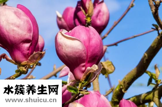 撕脱性骨折