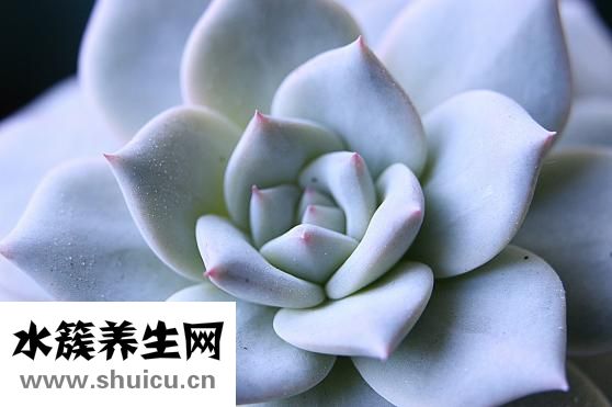 怎么去酒糟鼻