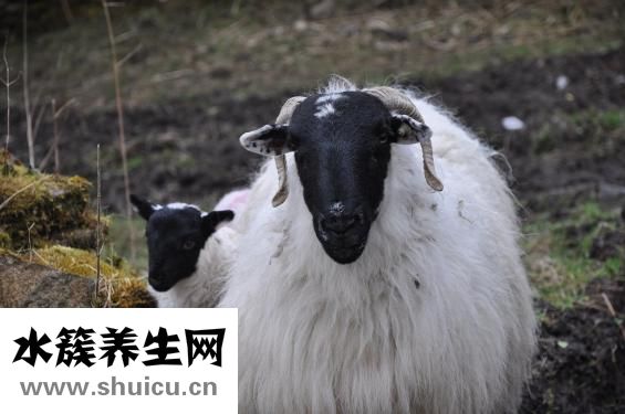 孕妇能吃羊肉吗