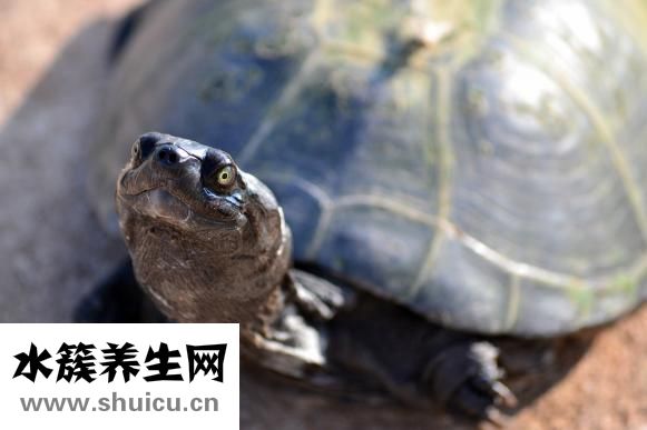 团鱼怎么做才好吃