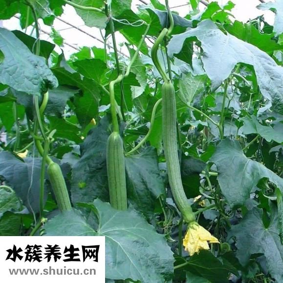 本草纲目拾遗！丝瓜水作为常见中药材功能主治
