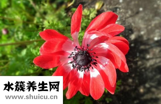 什么运动减肚子