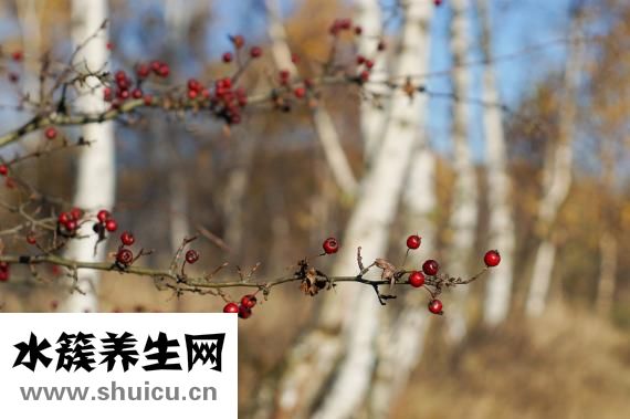 山楂是酸性还是碱性