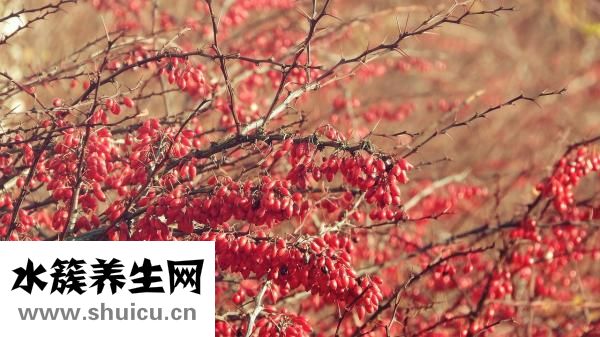 山楂是酸性还是碱性