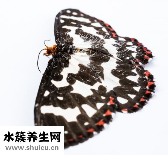 夏枯草颗粒