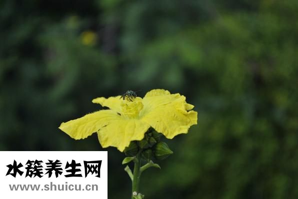 丝瓜水的功效与作用