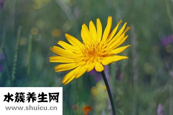 人参养营汤