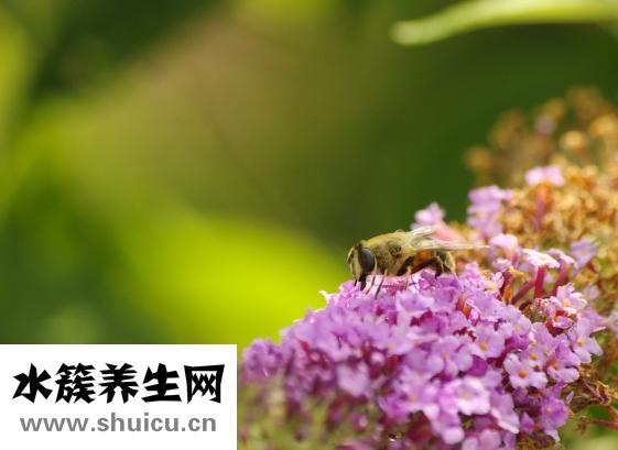 前庭神经炎