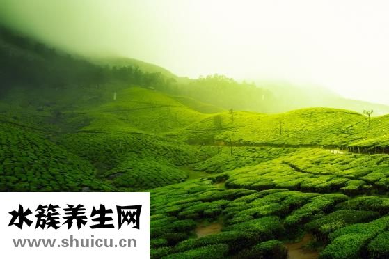 夏天喝什么茶