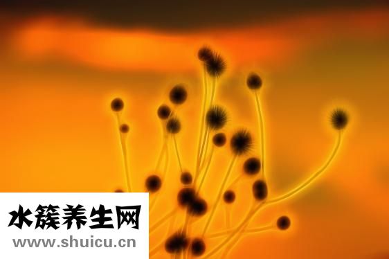 怎么减肥效果好