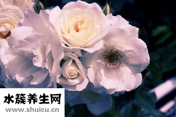 山栀子的功效与作用