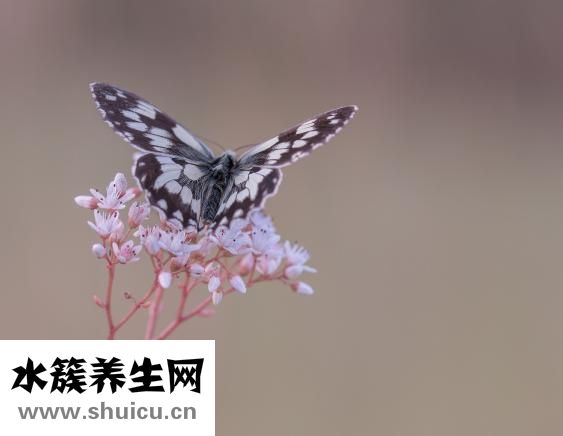 晚上喝姜水好吗