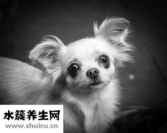 双排牙怎么办