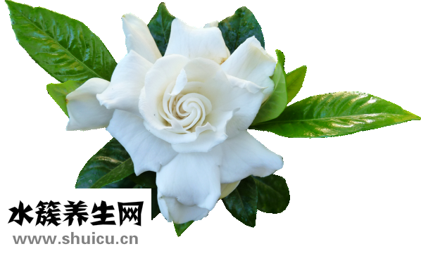 山栀子的功效与作用