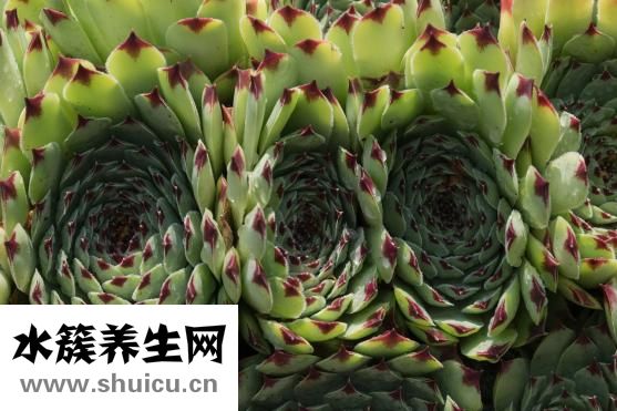 体脂计算器