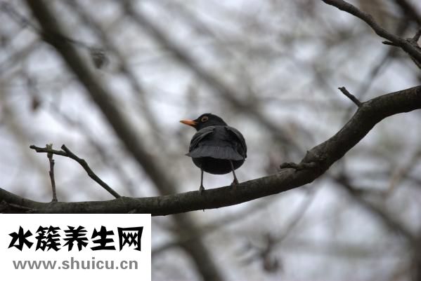 新生儿鹅口疮图片