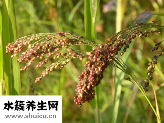 低血糖怎么调理