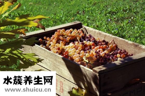 提子含糖量高吗