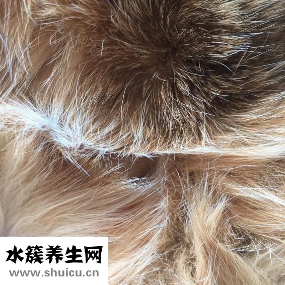 头发一根多少钱