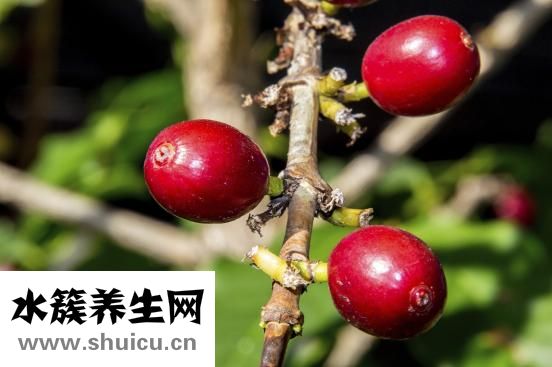 提子含糖量高吗