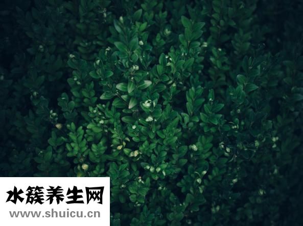 养生菌菇汤的做法