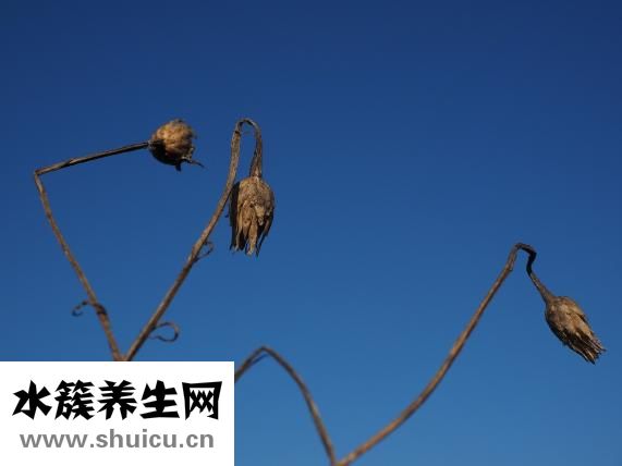 十大壮阳药材