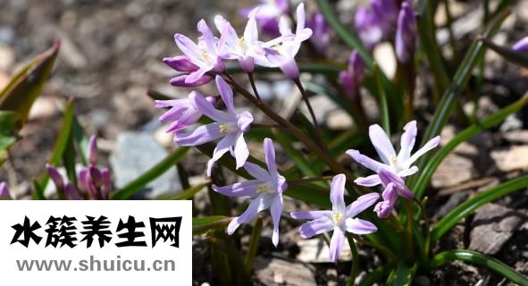 冠状动脉造影