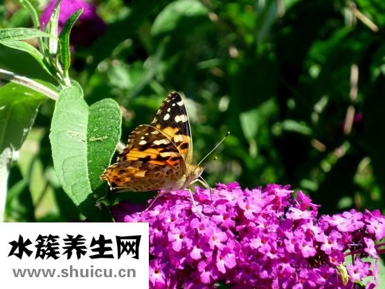 土茯苓煲龟
