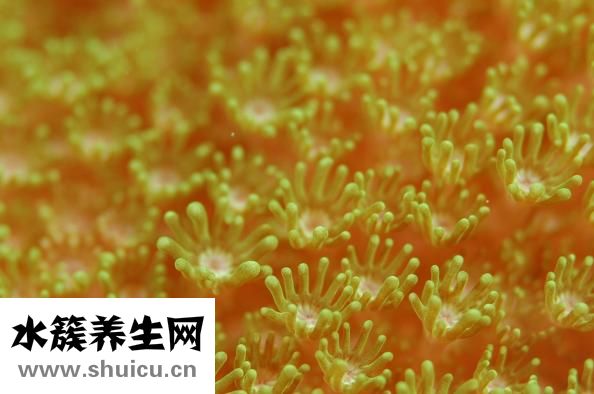 万托林气雾剂