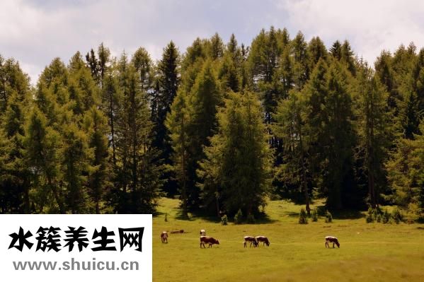 万托林气雾剂