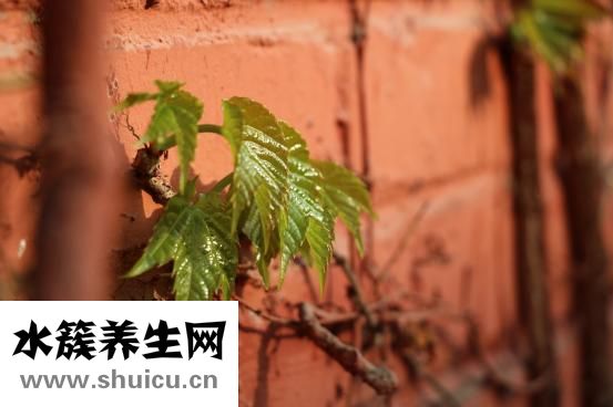 什么叫绿色食品