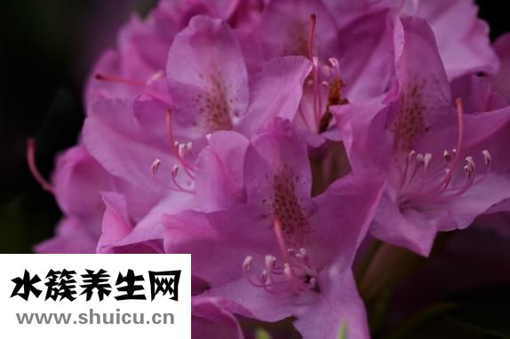 双歧杆菌三联活菌散