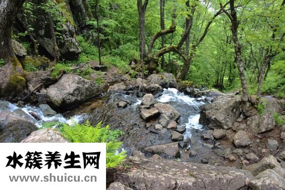 小溪鱼品种大全