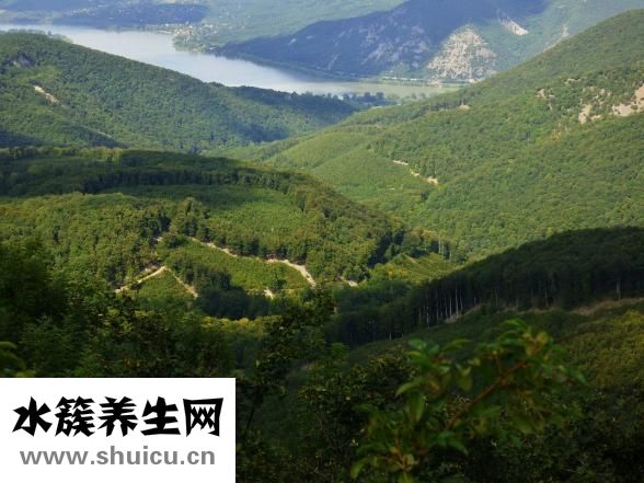 山楂干泡水