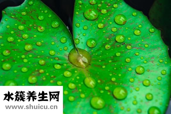 什么样的荷叶