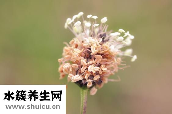 五淋化石胶囊