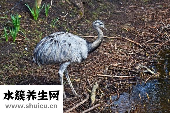 异形淋巴细胞