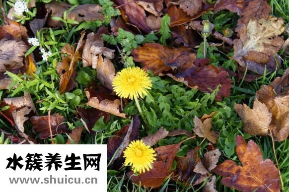 孕妇能吃麻油吗