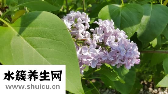 怎么腌咸鸭蛋