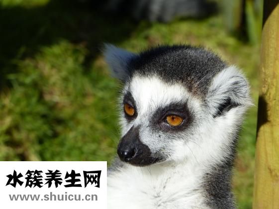 动物内脏包括什么