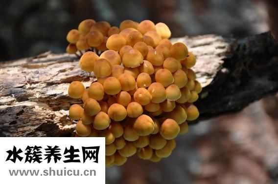 孕妇能吃大蒜吗