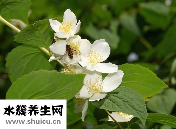 十大降压茶