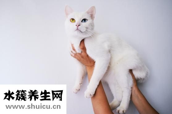 心跳过快怎么办