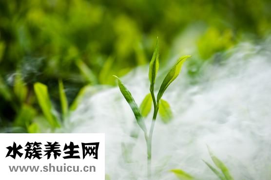 十大降压茶