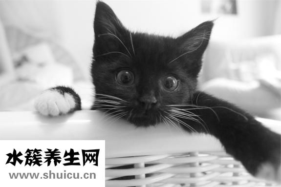 体温调节中枢在哪里