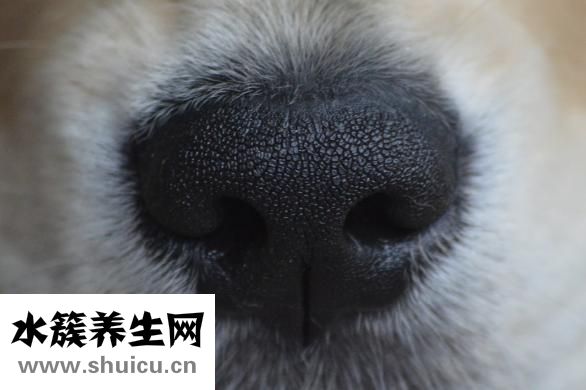 怎么让鼻头变小